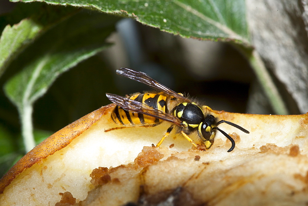 Common wasp yellow jacket, vespula vulgaris, feeding from eating apple on tree in English countryside, UK