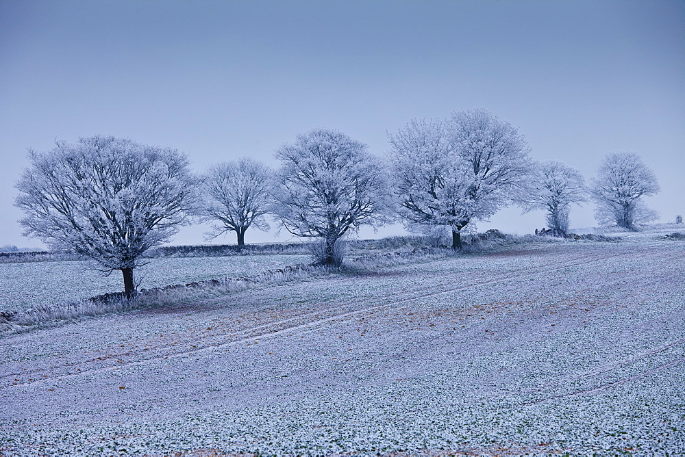 Hoar frost on trees and fields in frosty wintry landscape in The Cotswolds, Oxfordshire, UK