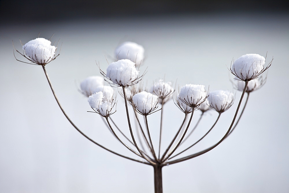 Winter scene hoar frost on giant hogweed, The Cotswolds, UK