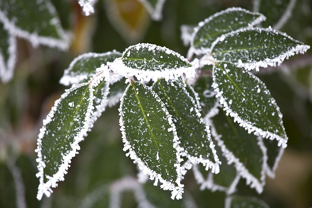 Winter scene hoar frost ice crystals on Portugese laurel bush in The Cotswolds, UK