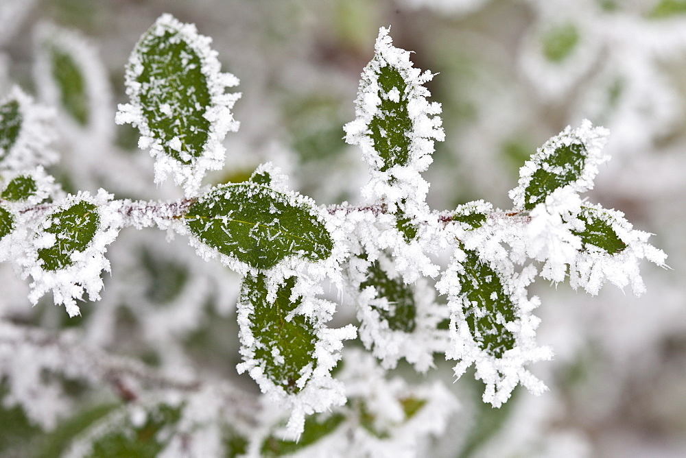 Winter scene hoar frost ice crystals on Portugese laurel bush in The Cotswolds, UK