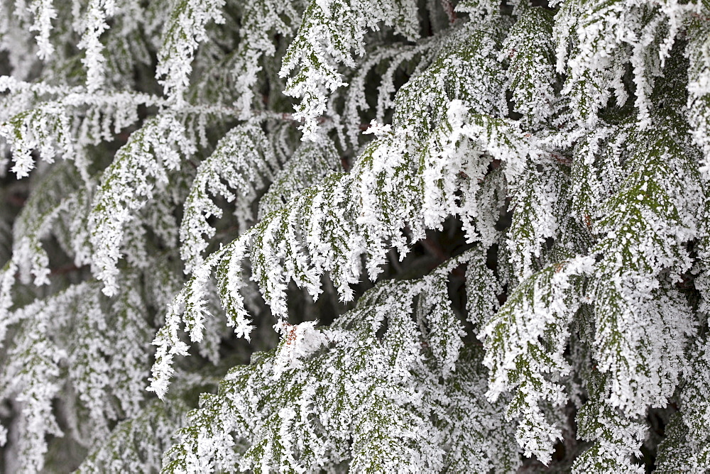 Winter scene hoar frost on fir tree in The Cotswolds, UK