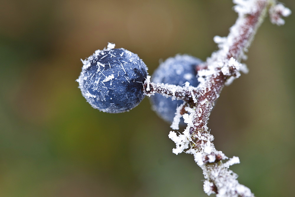 Winter scene hoar frost on sloe berries in The Cotswolds, UK