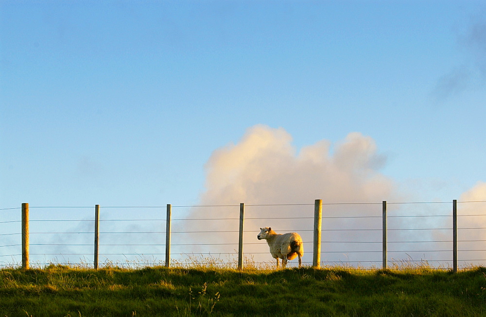 Sheep behind fencing on a farm in North Island, New Zealand