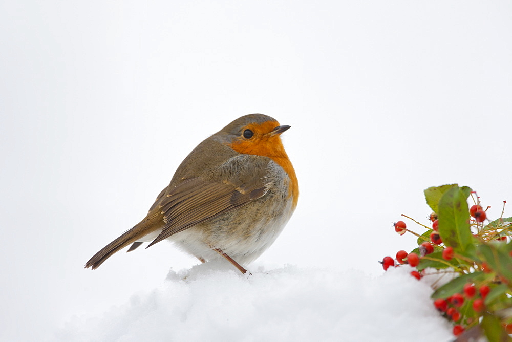 Robin puffed up against the cold on a snowy slope, The Cotswolds, UK