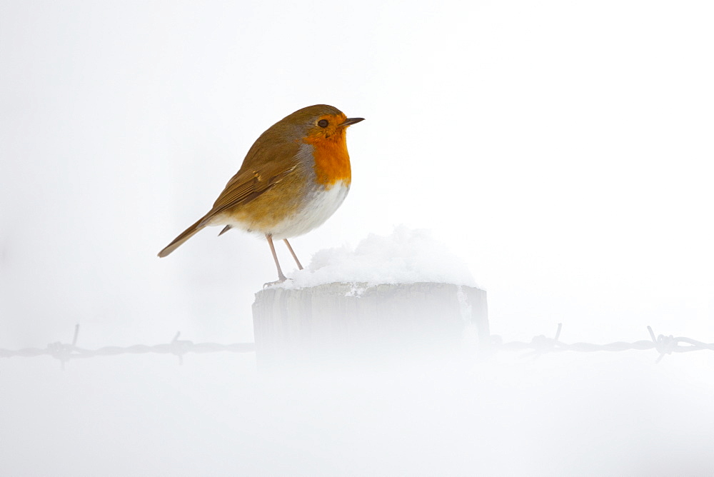 Robin puffed up against the cold perches by a snowy hillside in The Cotswolds, UK