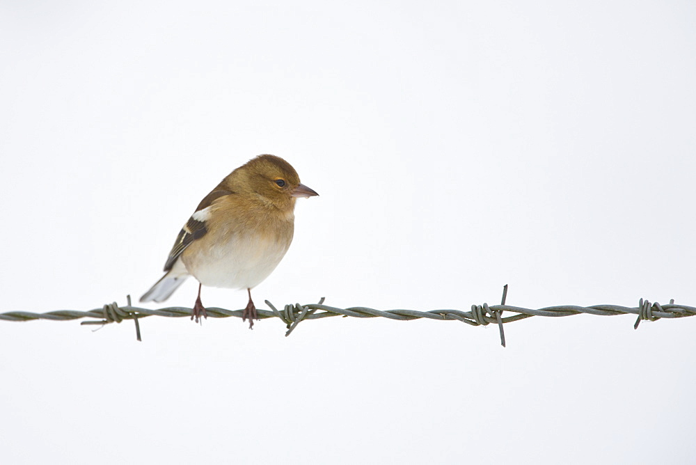 Chaffinch female perches on barbed wire by snowy hillside, The Cotswolds, UK