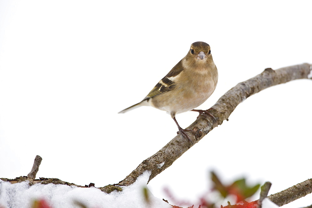 Chaffinch perches by snowy slope during winter in The Cotswolds, UK