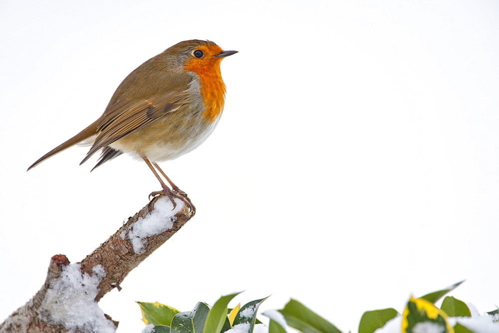 Robin puffed up against the cold perches by a snowy hillside in The Cotswolds, UK