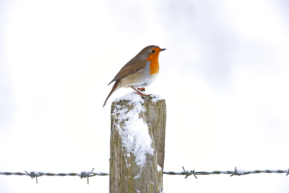 Robin on post by barbed wire by snowy hillside in The Cotswolds, UK