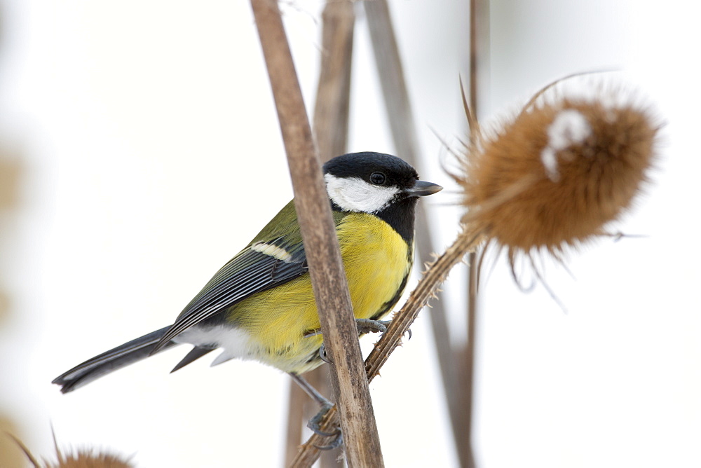 Great Tit perches on teasel plant by a snowy slope, The Cotswolds, UK