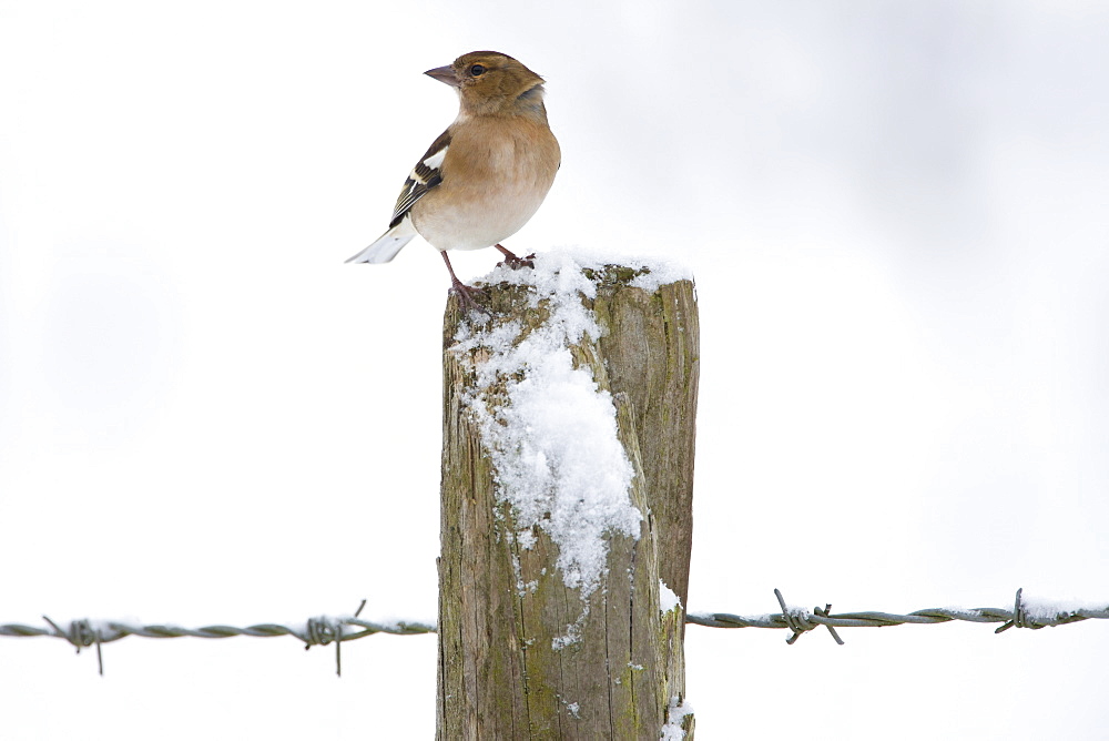 Chaffinch perches on post against snowy slope, Oxfordshire