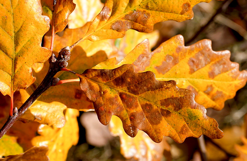 Oak leaves in autumn in Oxfordshire, England