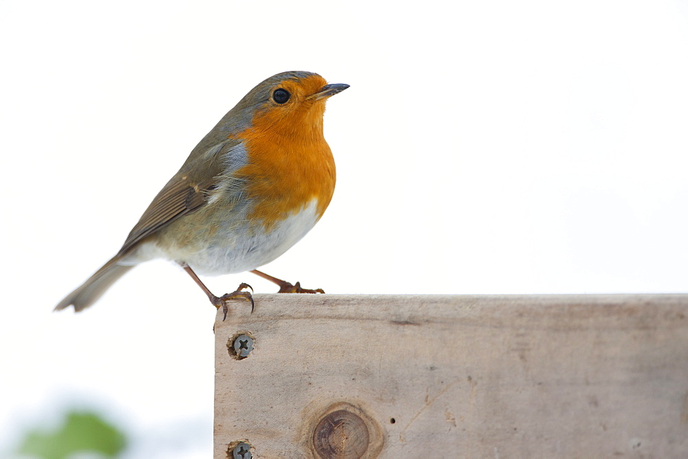 Robin on bird table by snowy bank, The Cotswolds, UK