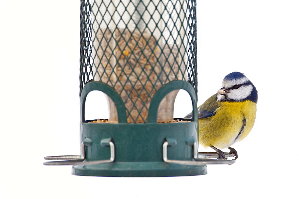 Blue tit feeds on sunflower seed from bird feeder by snowy slope, The Cotswolds, UK