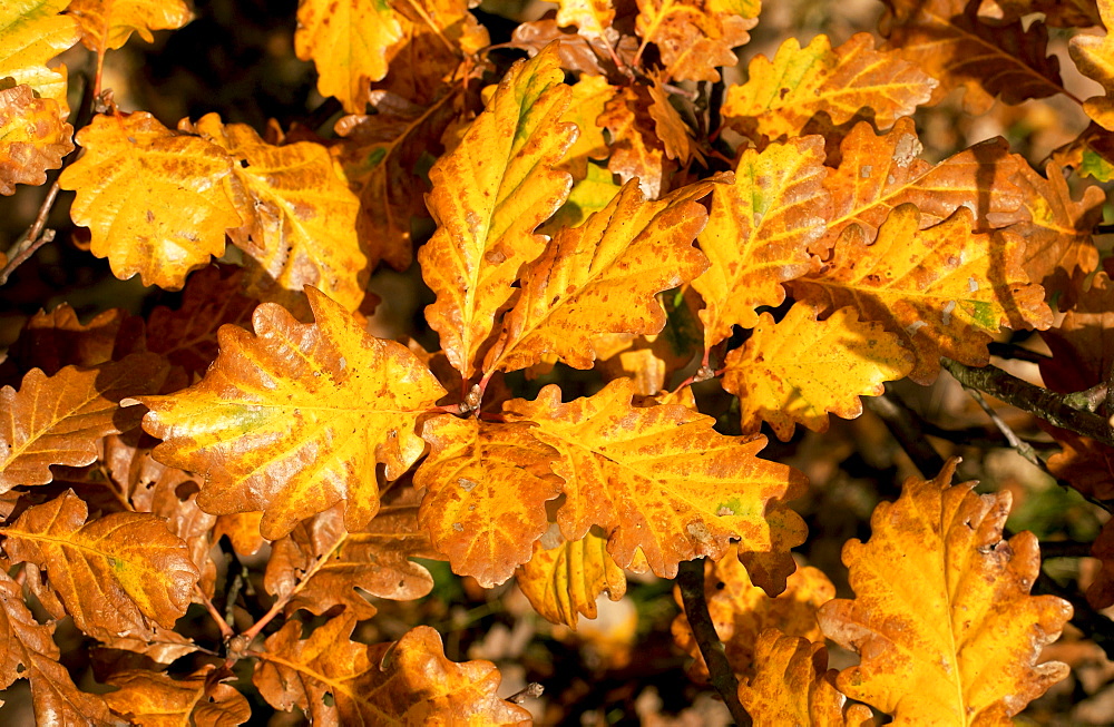 Oak leaves during autumn in Oxfordshire, England