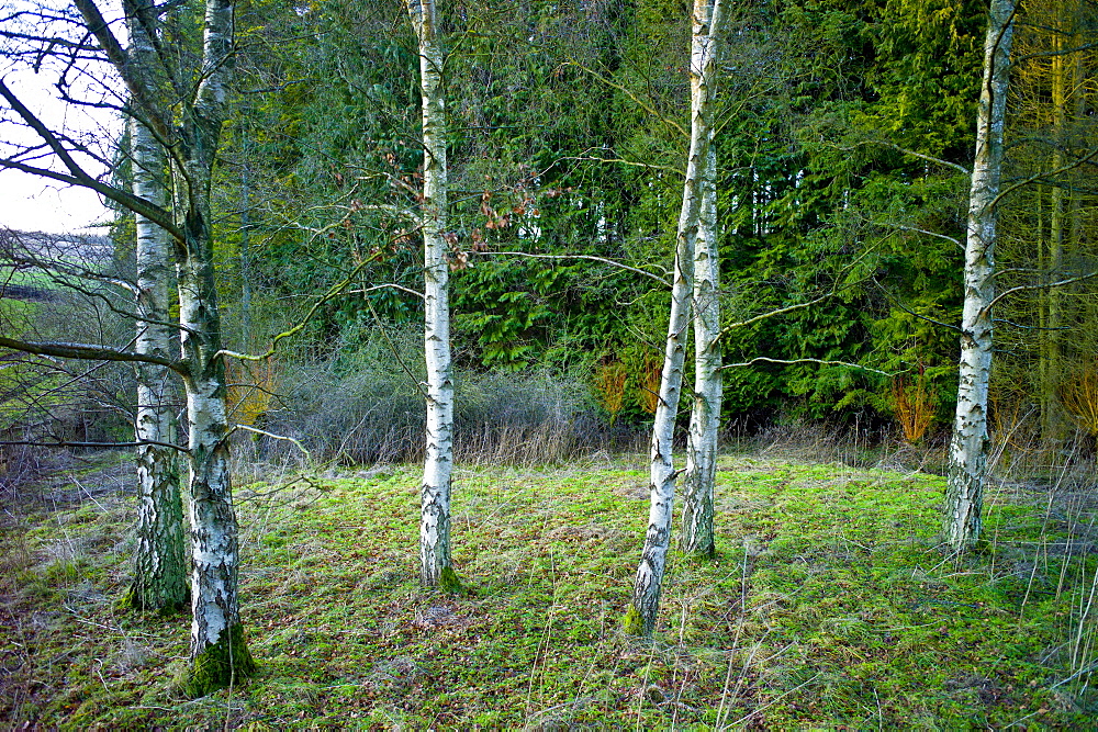 Silver birch trees in winter in The Cotswolds, Oxfordshire, UK