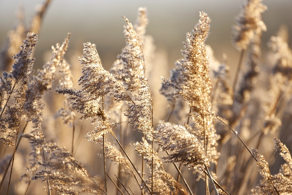 Marsh grasses and reeds in the Avalon Marshes wetlands of the Somerset Levels near Shapwick Heath, Somerset, UK