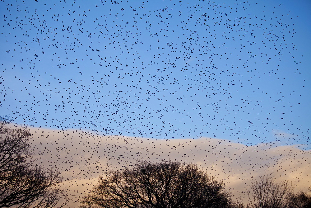 A murmuration of starlings, numbering well over a million birds, flock together to roost at dusk on the Avalon Marshes at Shapwick Heath Nature Reserve in Somerset