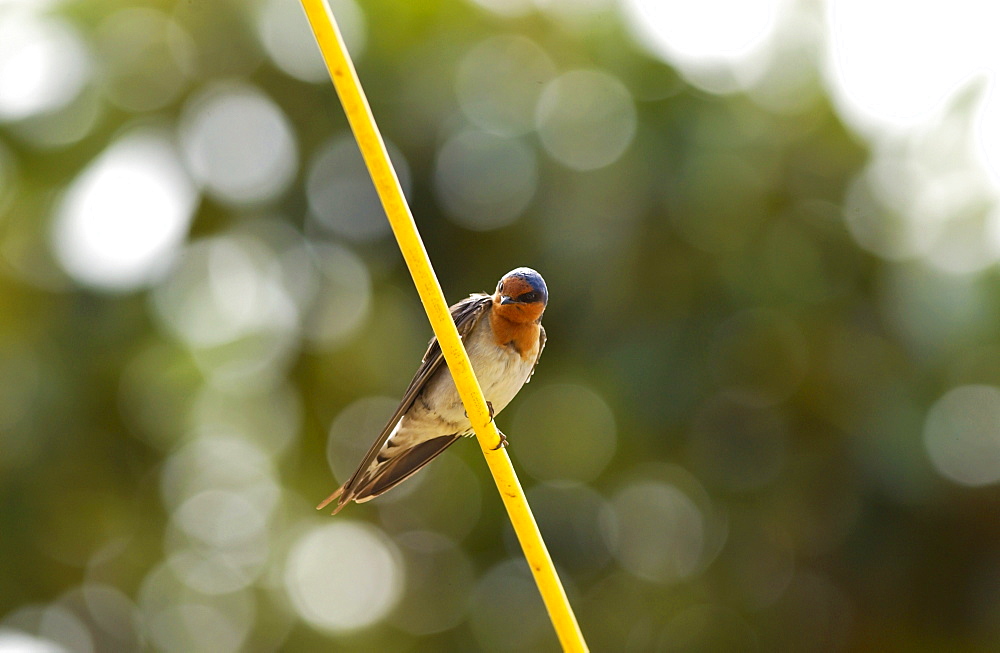 Swallow on telegraph cable, Waiuku,  in North Island, New Zealand