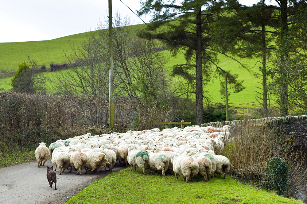 Sheep dog controls flock of sheep in country lane in the Doone Valley on Exmoor in North Devon, UK