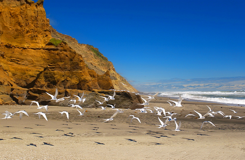 White-fronted terns (Sterna Striata) on a beach near South Head on the Tasman Sea,  North Island, New Zealand