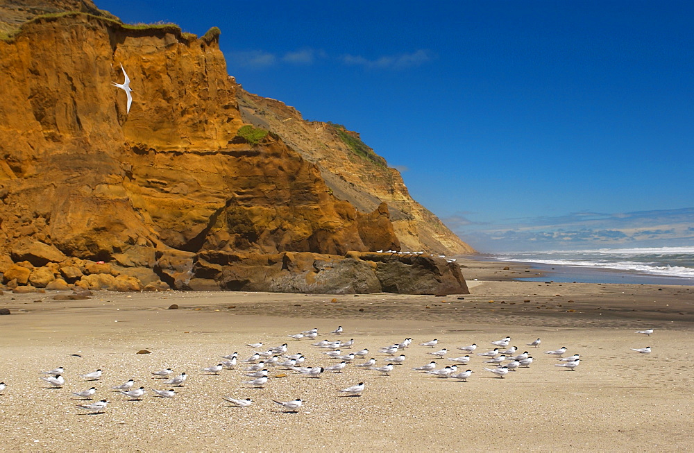 White-fronted terns (Sterna Striata) on a beach near South Head on the Tasman Sea,  North Island, New Zealand