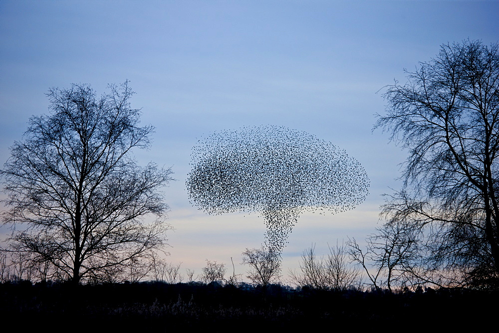 A murmuration of starlings, numbering well over a million birds, form the shape of an atomic bomb mushroom cloud as they come in to roost at dusk on the Avalon Marshes at Shapwick Heath Nature Reserve in Somerset