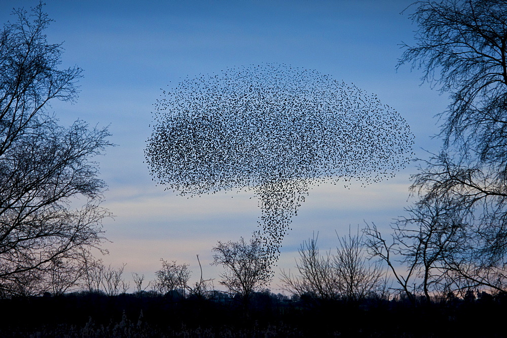 Starlings, a murmuration of a million birds, in mushroom cloud shape as they drop to roost on Avalon Marshes, UK