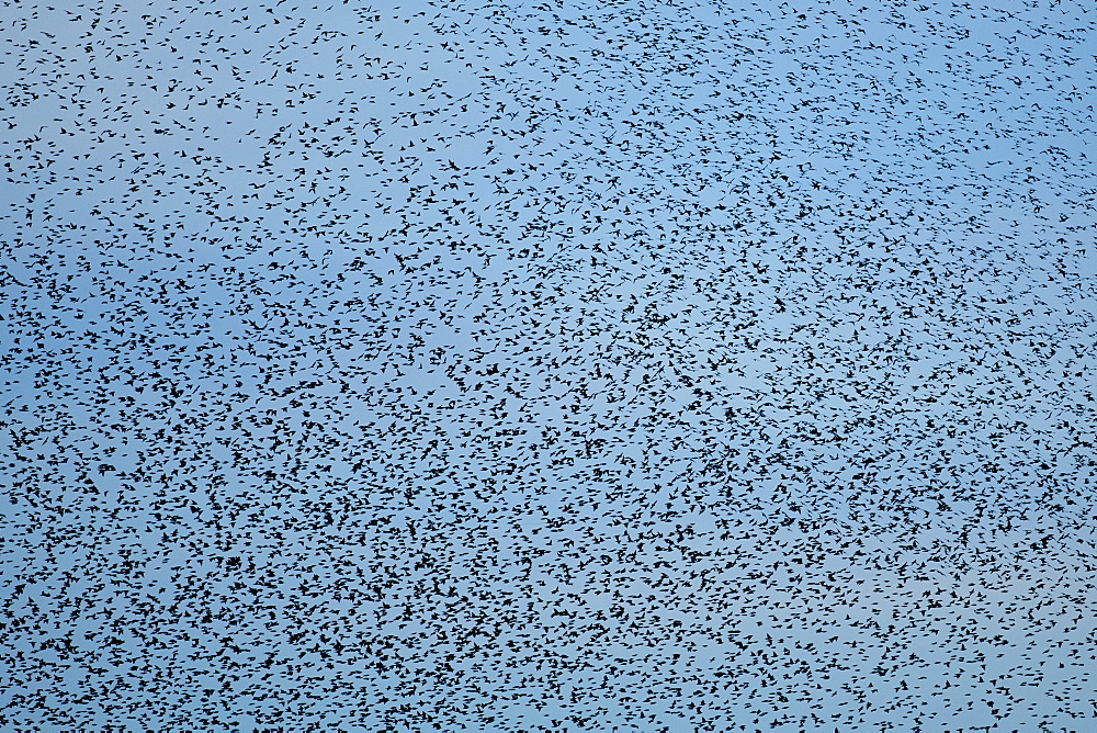 Starlings, a murmuration of a million birds gather to roost above Avalon Marshes  in Somerset, UK