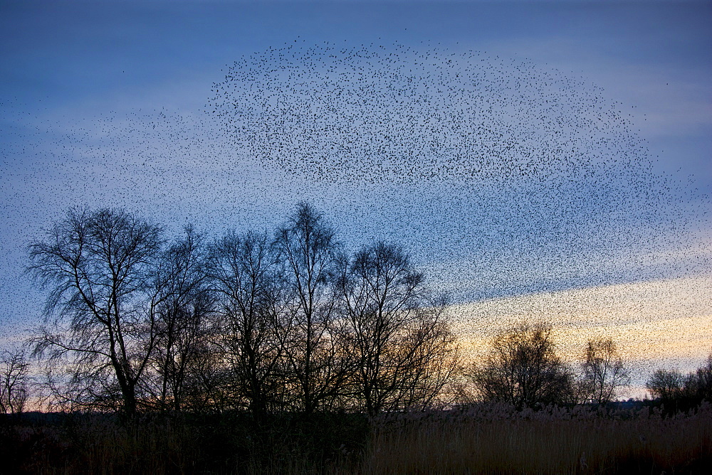 Starlings, a murmuration of a million birds gather to roost on Avalon Marshes at Shapwick Heath Nature Reserve, UK