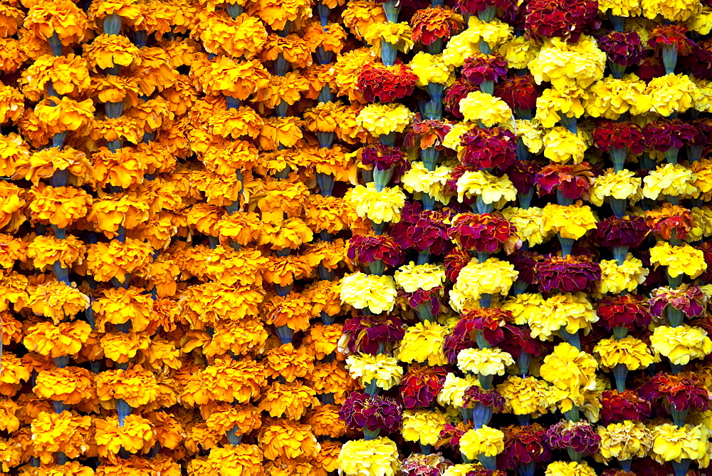 Marigolds in ceremonial Brahmin garlands at Mehrauli Flower Market, New Delhi, India