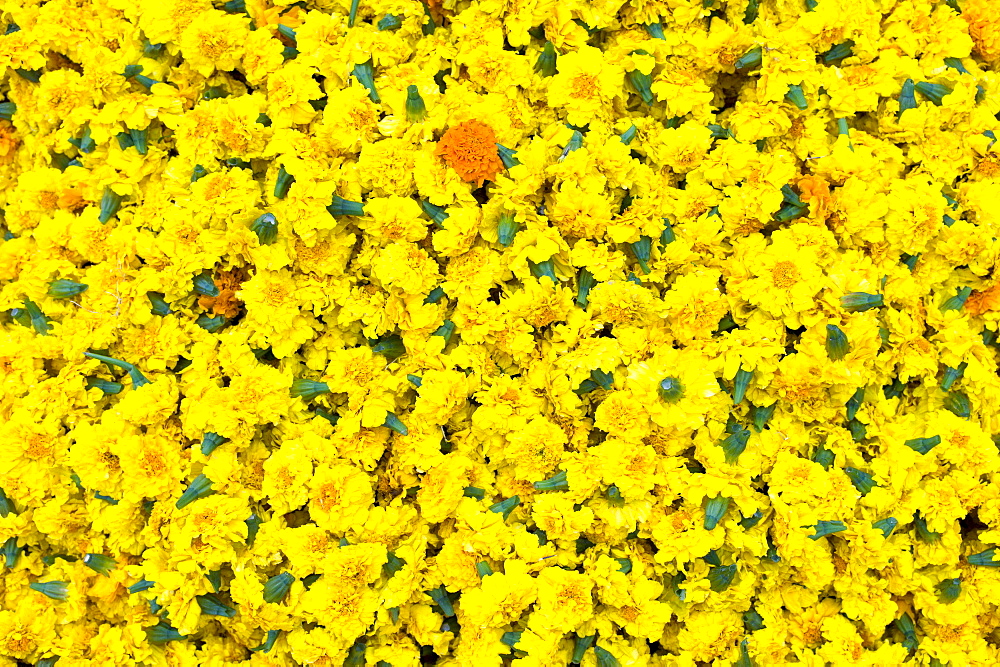 Ceremonial marigolds for garlands and religious ceremonies at Mehrauli Flower Market, New Delhi