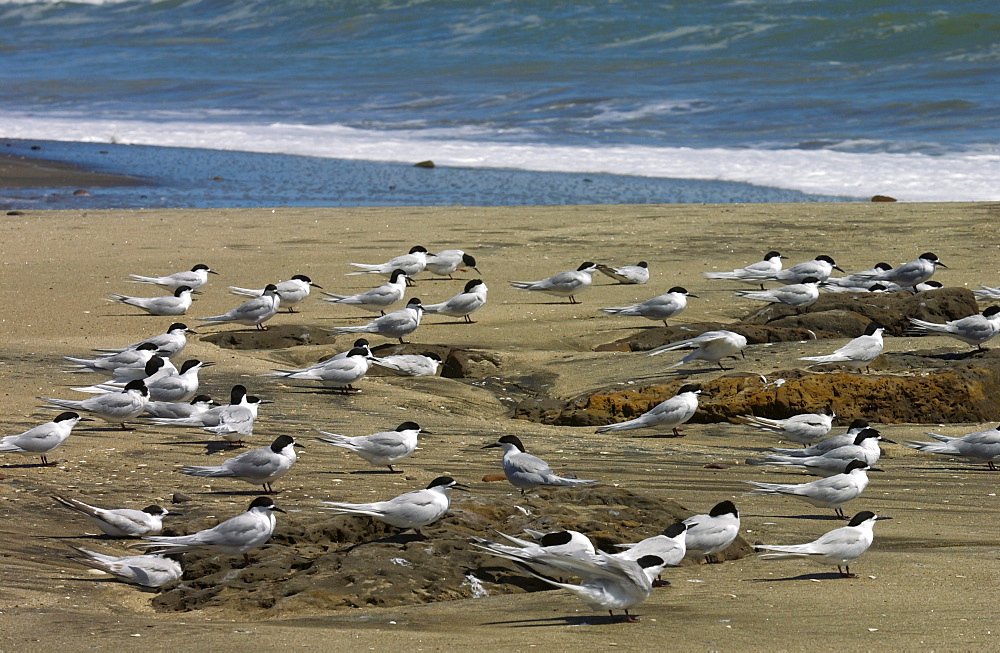 White-fronted terns (Sterna Striata) on a beach near South Head on the Tasman Sea,  North Island, New Zealand