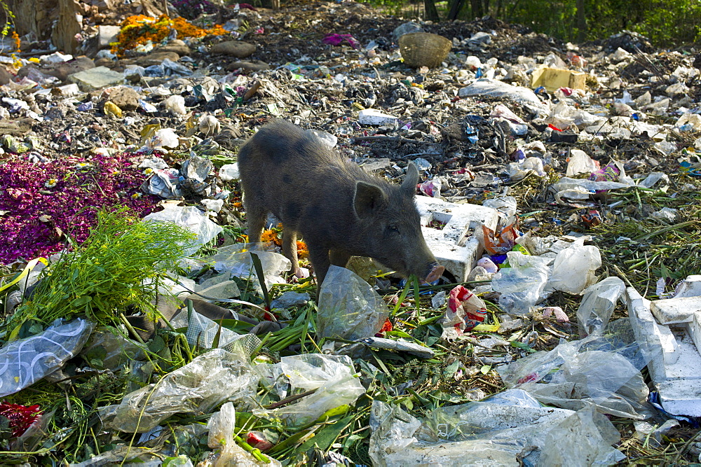 Pig Scavenging Rubbish at Mehrauli Flower Market, New Delhi, India