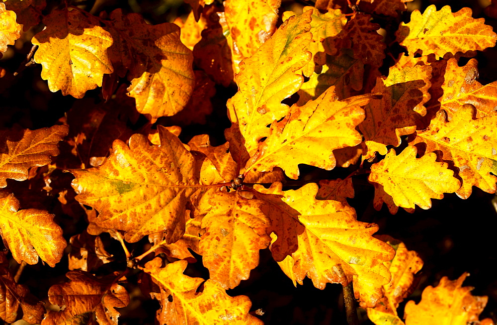 Oak leaves in  autumn in Oxfordshire, England