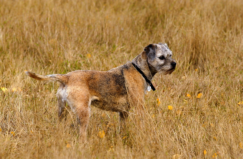 Jess, a Border Terrier  in a  meadow  in Oxfordshire, England