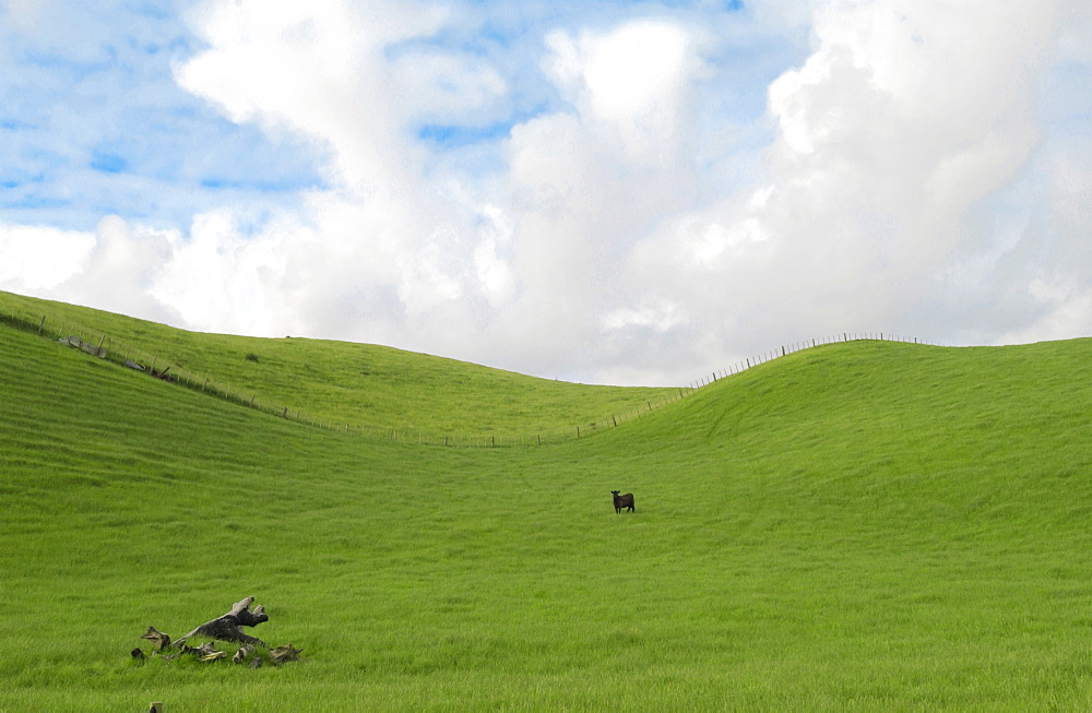 Bull in a  meadow near Waiuku on North Island  in New Zealand