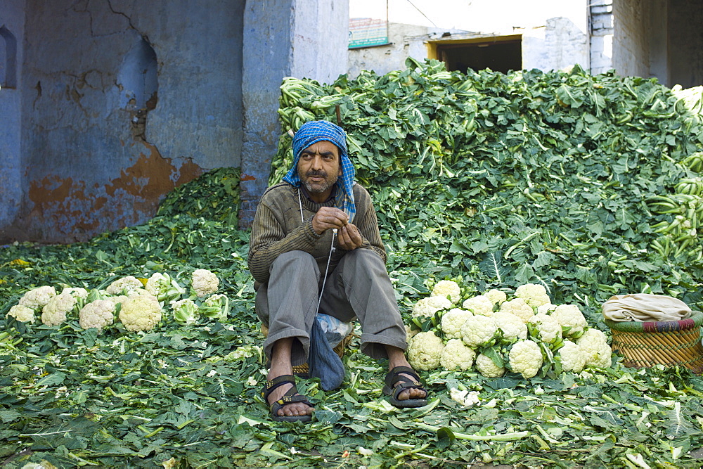 Indian man selling cauliflowers keeps them cool with wall of leaves in Old Delhi at Daryagang fruit and vegetable market, India