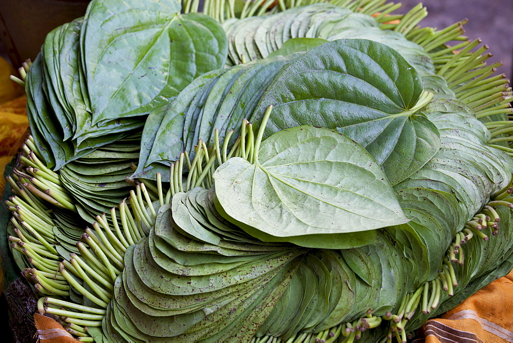 Betel leaves, Piper betle, on sale for medicinal use and as mild stimulant in Old Delhi at Khari Baoli spice market, India