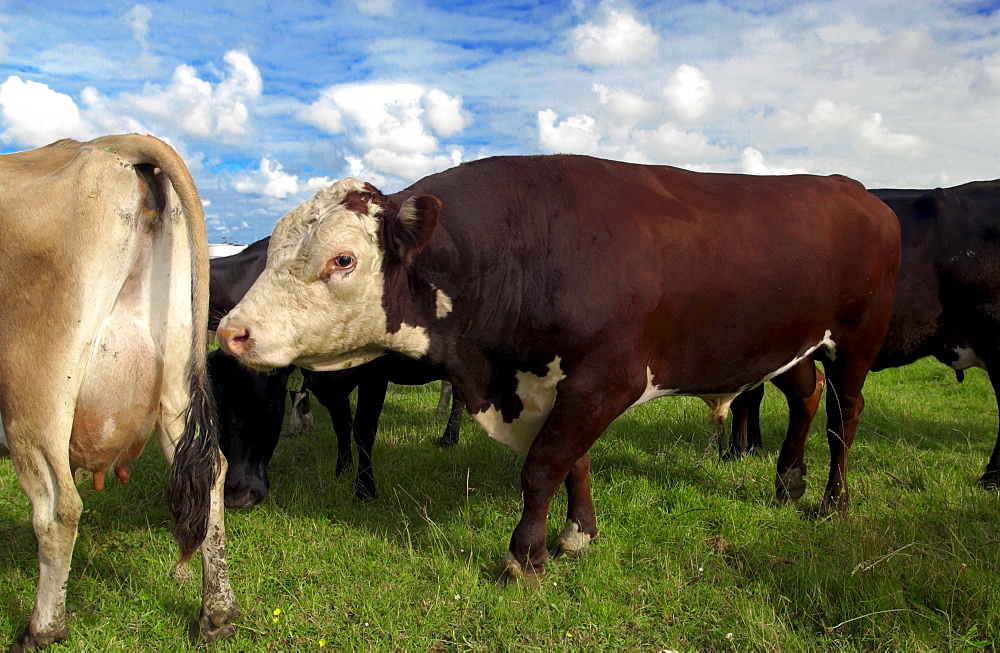 Bull scents cow on a farm  near Waiuku on North Island  in New Zealand