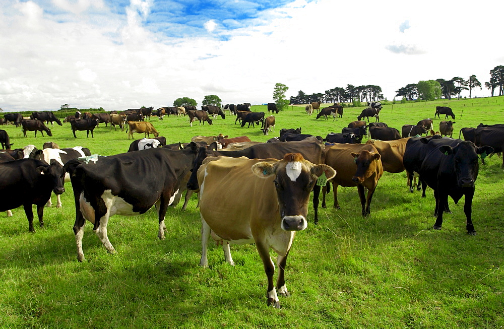 Cows on a farm  near Waiuku on North Island  in New Zealand