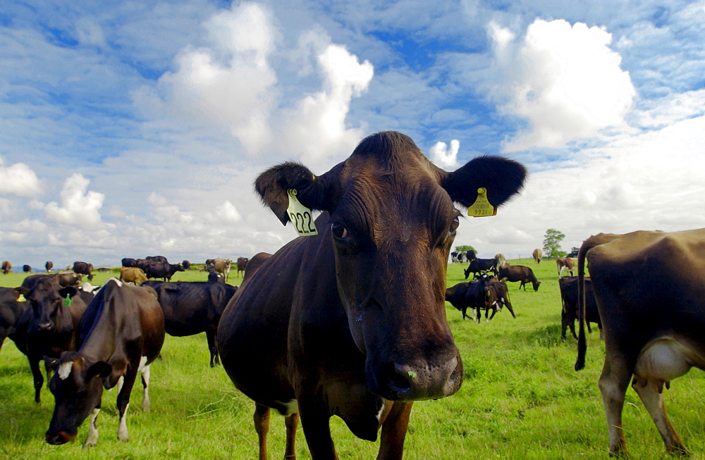 Cows on a farm  near Waiuku on North Island  in New Zealand