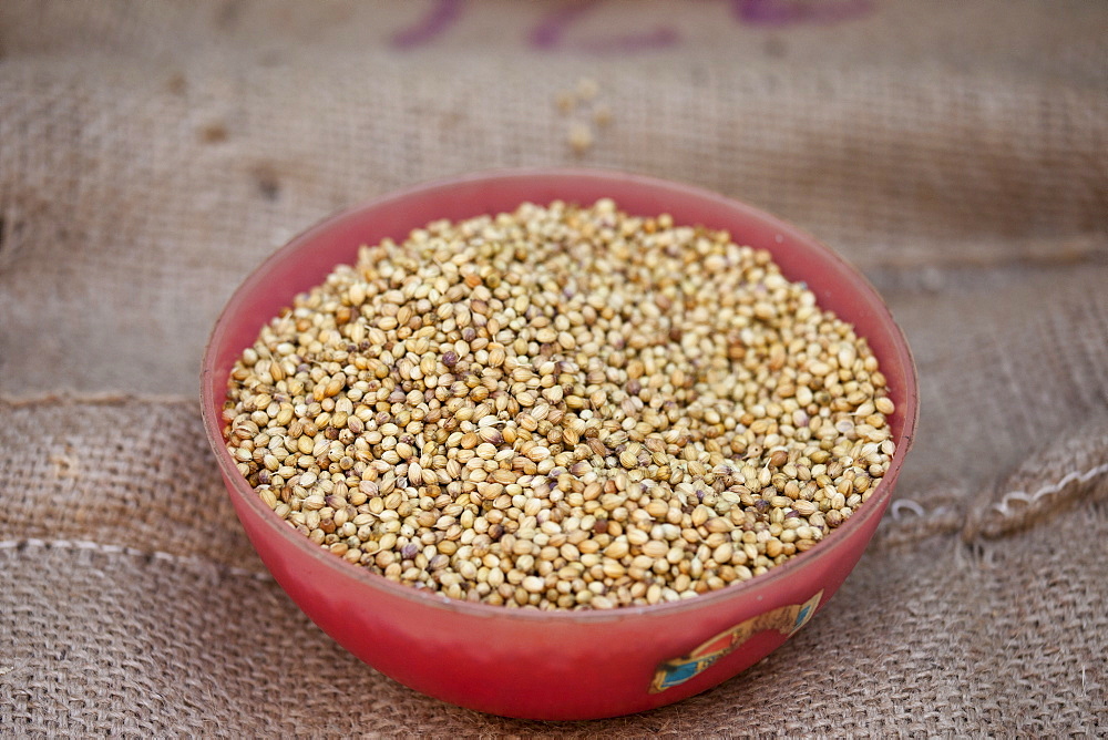 Coriander seeds on sale at Khari Baoli spice and dried foods market, Old Delhi, India