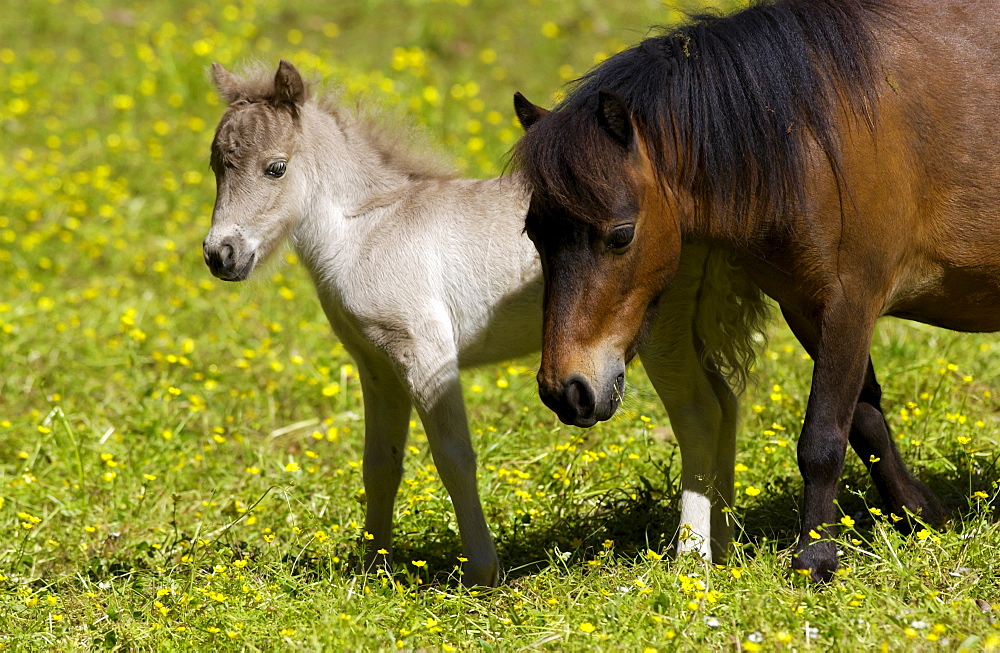 Shetland pony and foal , North Island, New Zealand