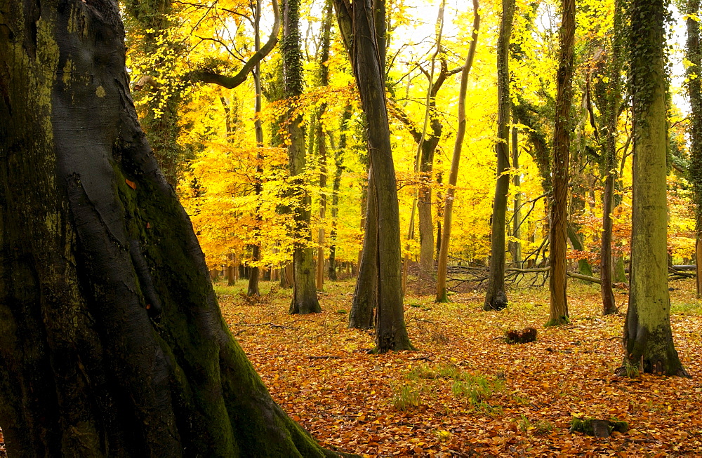 Woodland sceneduring autumn in Oxfordshire, England