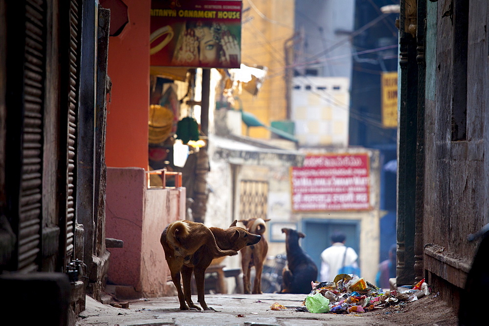 Street dogs in alleyway in the holy city of Varanasi, Benares, Northern India