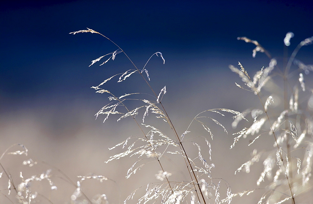 Meadow grasses, England