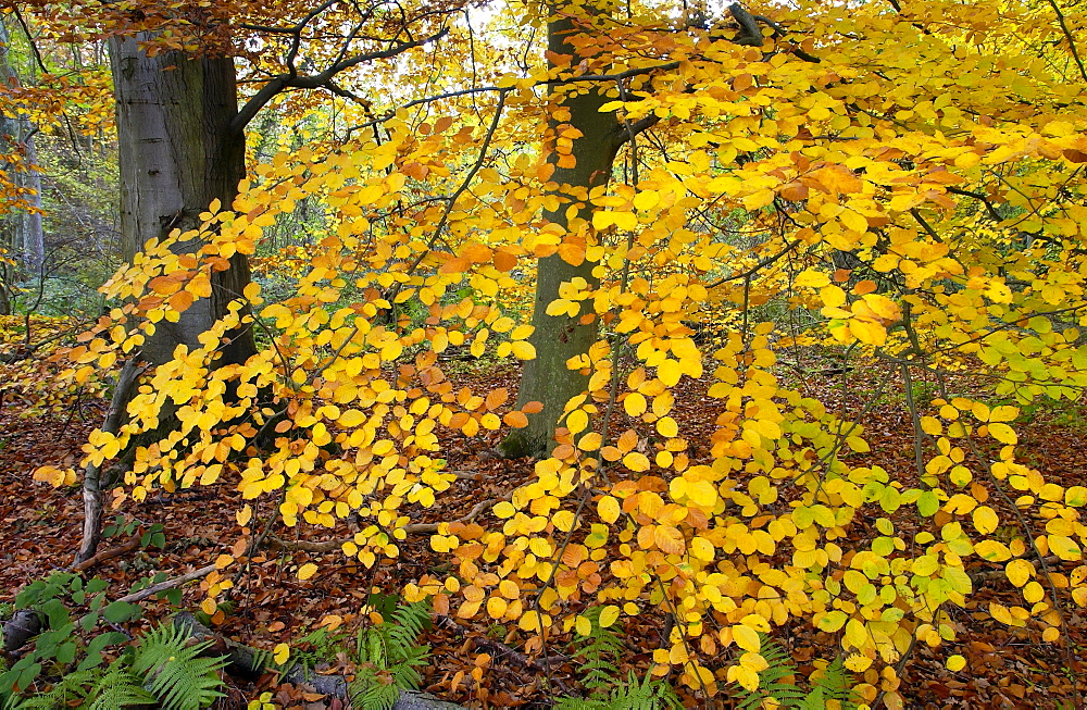 Beech leaves and ferns in a woodland during autumn in England