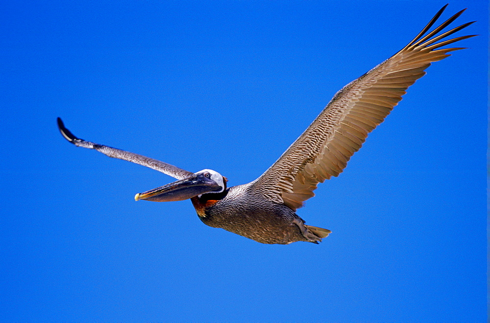 Brown Pelican bird in flight in clear blue sky, Galapagos Islands, Ecuador